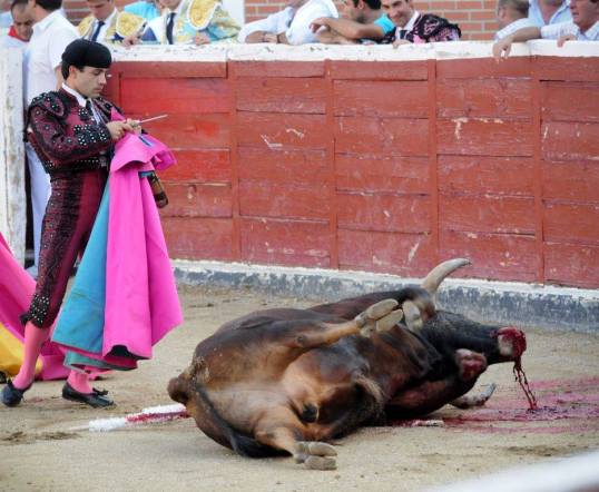 Cada son asesinados más de 250 mil toros en las plazas solo por diversión. 